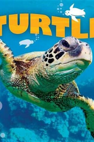 Cover of Turtle