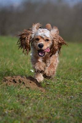 Book cover for Happy Spaniel Out for a Run Dog Journal