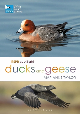 Book cover for RSPB Spotlight Ducks and Geese