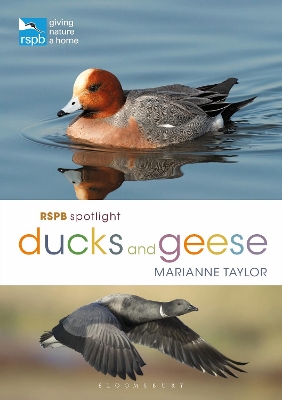 Cover of RSPB Spotlight Ducks and Geese