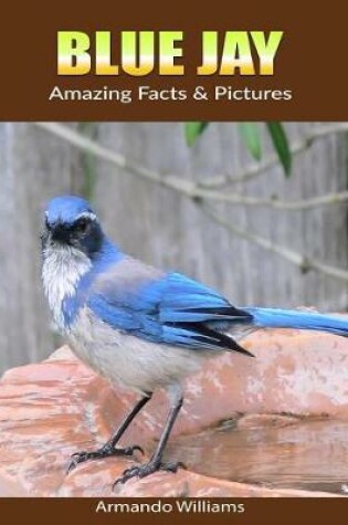 Cover of Blue Jay