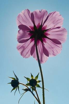 Book cover for Pastel Purple Cosmos Flower Portrait Journal