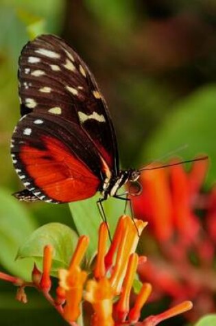 Cover of Golden Helicon Butterfly on a Flower, for the Love of Nature