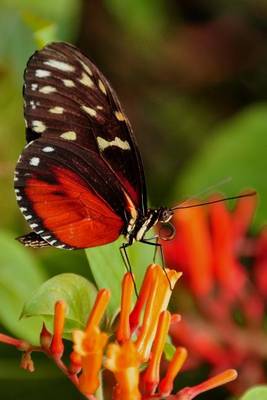 Book cover for Golden Helicon Butterfly on a Flower, for the Love of Nature