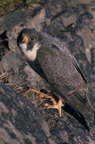 Cover of Peregrine Falcon Portrait Journal