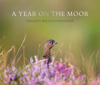 Book cover for A Year on the Moor