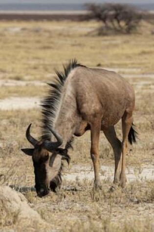 Cover of Blue Wildebeest Grazing African Journal