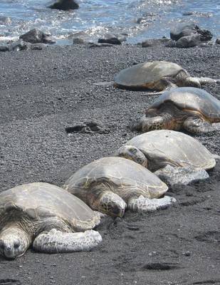 Book cover for Jumbo Oversized a Row of Sea Turtles on the Beach