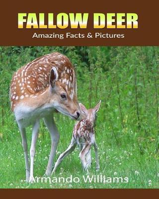 Book cover for Fallow Deer