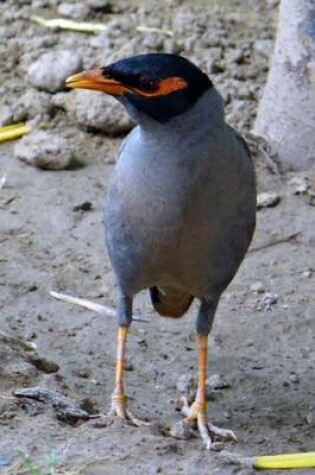 Cover of Bank Myna at the Beach, Birds of the World