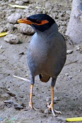 Book cover for Bank Myna at the Beach, Birds of the World