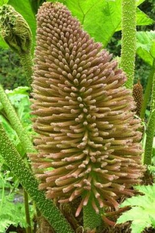 Cover of Gunnera Manicata Giant Rhubarb, for the Love of Nature