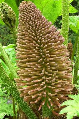 Book cover for Gunnera Manicata Giant Rhubarb, for the Love of Nature