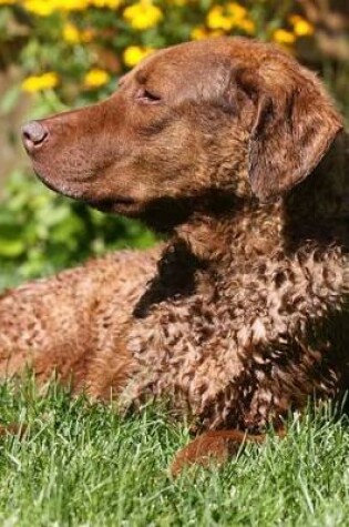 Cover of The Chesapeake Bay Retriever Dog Journal