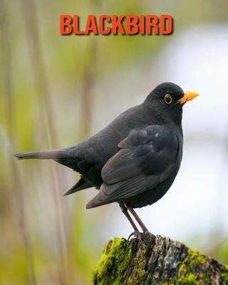 Book cover for Blackbird