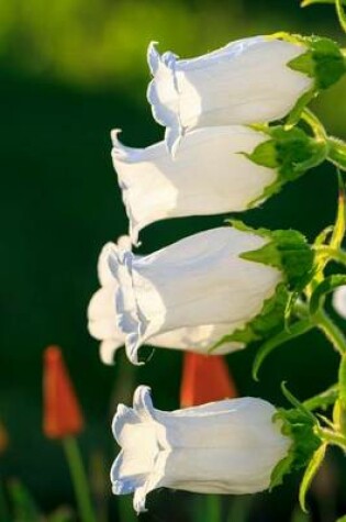 Cover of White Bellflowers Plant Journal