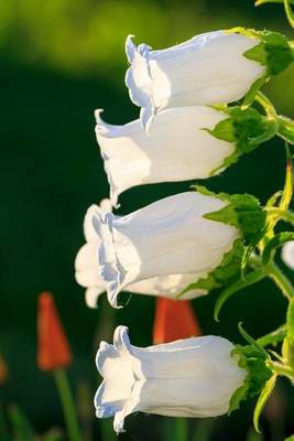 Book cover for White Bellflowers Plant Journal