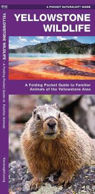 Book cover for Yellowstone Wildlife