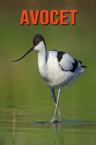 Cover of Avocet