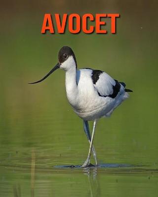 Book cover for Avocet