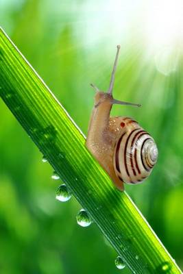 Book cover for Website Password Organizer, Snail on a Leaf