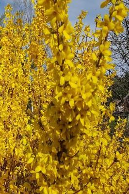 Cover of Forsythia Bush Evergreen Background 2019 Daily Planner 384 Pages