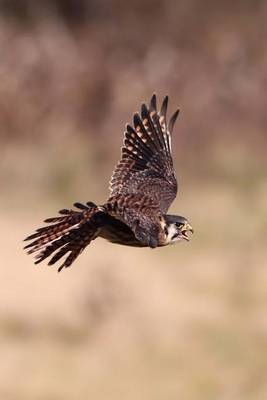 Book cover for American Kestrel in Flight Journal