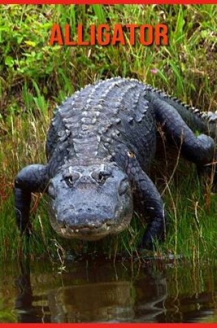 Cover of Alligator