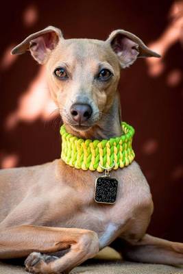 Book cover for Italian Greyhound with a Yellow and Green Collar Dog Journal