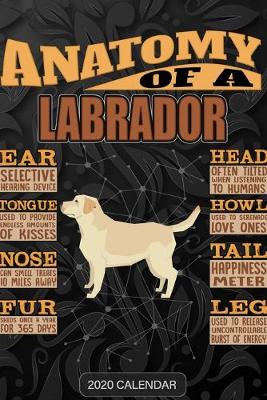 Book cover for Anatomy Of A Labrador Retriever