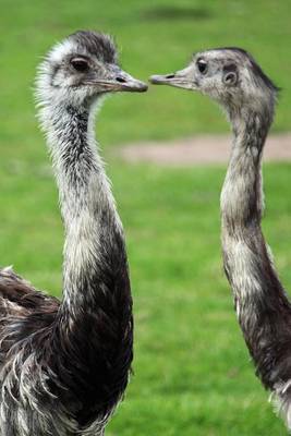 Book cover for A Pair of Ostriches Flightless Bird Journal