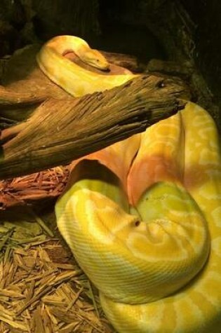 Cover of Albino Burmese Python Snake (for the Love of Animals)