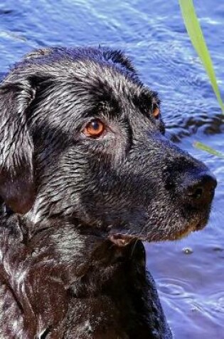 Cover of Black Labrador Lab Retreiver in the Water Dog Journal