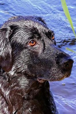 Book cover for Black Labrador Lab Retreiver in the Water Dog Journal