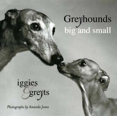 Book cover for Greyhounds Big And Small