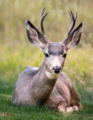 Book cover for Wild Deer Notebook