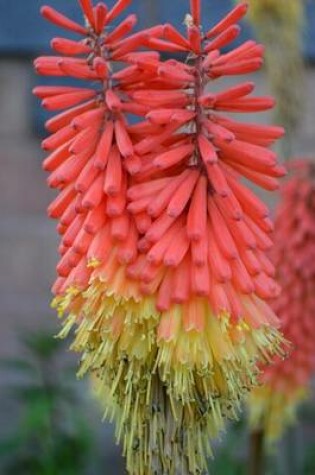 Cover of Kniphofia Red-Hot-Polka-Twin Blooms, for the Love of Flowers