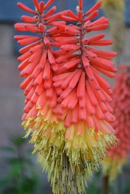 Book cover for Kniphofia Red-Hot-Polka-Twin Blooms, for the Love of Flowers