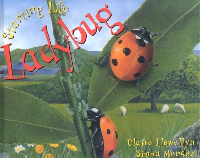 Book cover for Starting Life: Ladybug