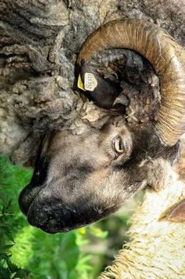 Book cover for A Ram and a Ewe Journal