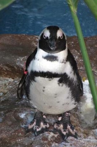 Cover of Black-Footed Penguin Animal Journal