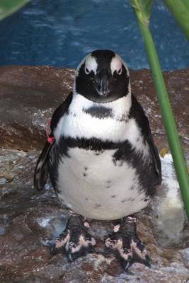 Book cover for Black-Footed Penguin Animal Journal