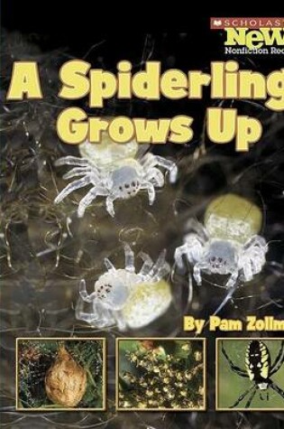 Cover of A Spiderling Grows Up