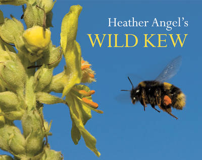 Book cover for Heather Angel's Wild Kew