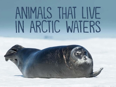 Book cover for Animals That Live in Arctic Waters