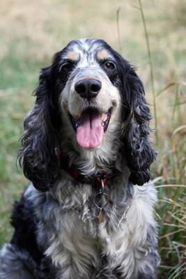 Book cover for Cocker Spaniel, for the Love of Dogs