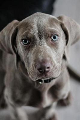 Book cover for Weimaraner Puppy Dog Journal