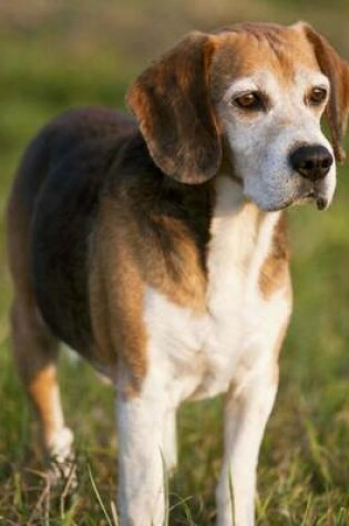 Cover of Foxhound Beagle