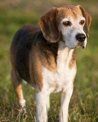 Book cover for Foxhound Beagle