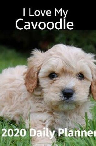 Cover of I Love My Cavoodle